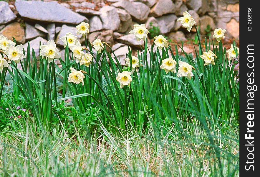 Flowers narcissus