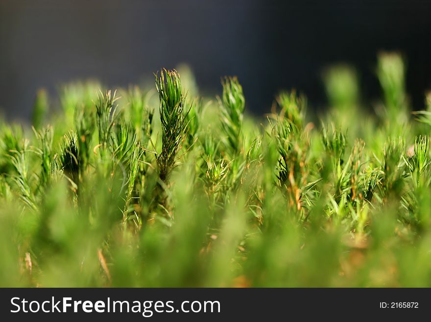 Macro of green moss in forest