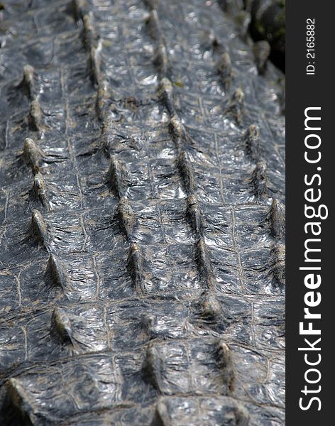 The backside of an alligator, showing the rough texture. The backside of an alligator, showing the rough texture.