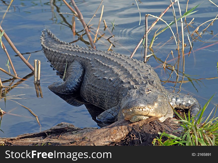 Alligator Taking A Break