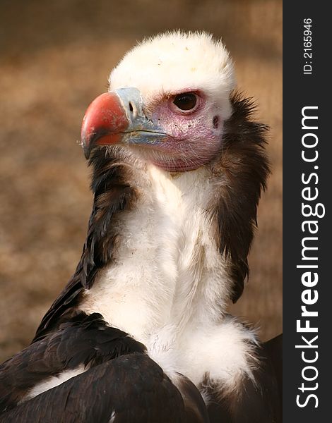 White Headed Vulture with head turned