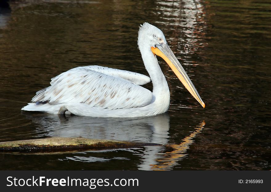 White pelican swimming in water. White pelican swimming in water