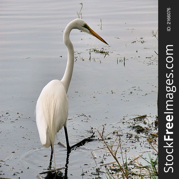 This is a white egret in the water