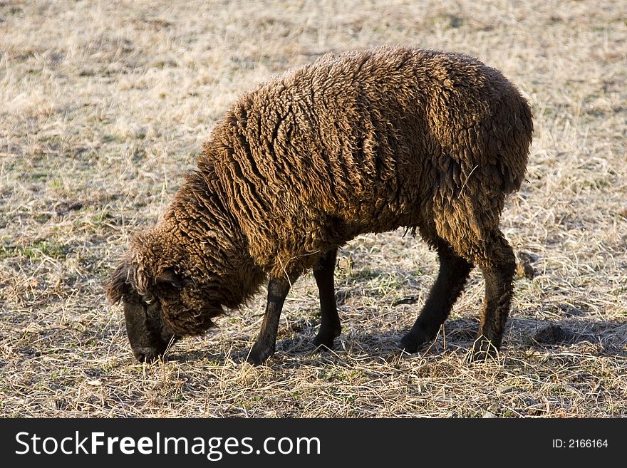 A Black Sheep foraging for food in a meadow