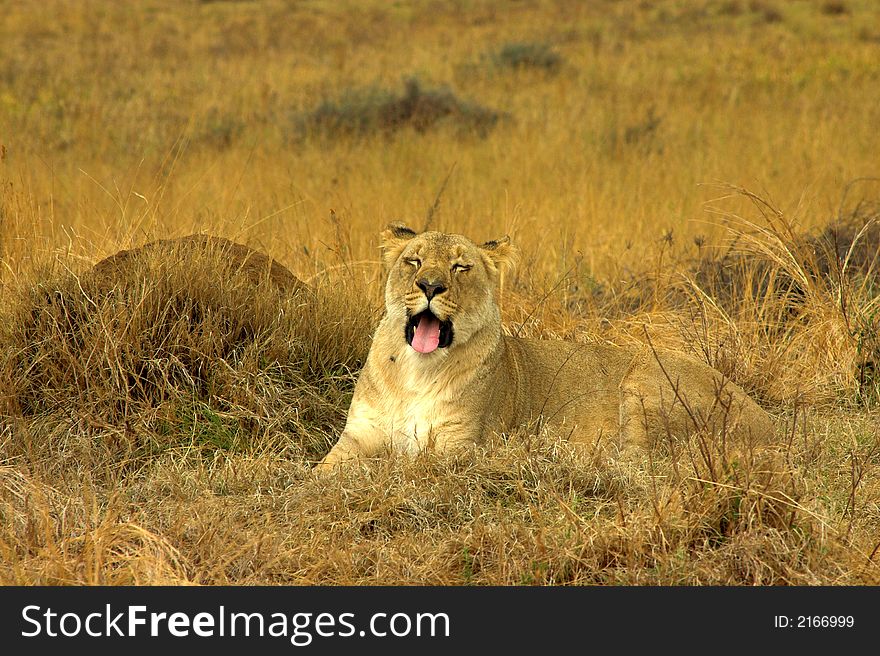 Lioness (Panthera Leo) lying down in the yellow grass, preparing to sleep.