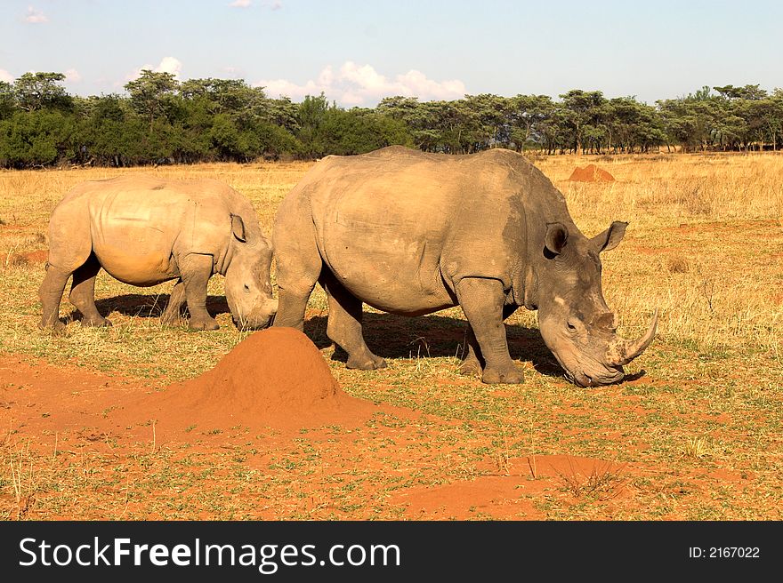 Rhinos grazing in dry field.
