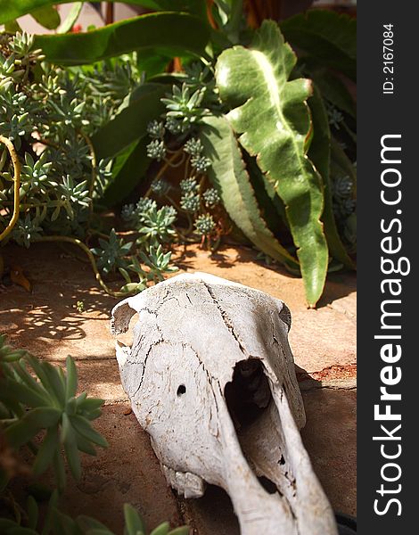 Skeleton of a cow head in the inner patio of a colonial house. Skeleton of a cow head in the inner patio of a colonial house