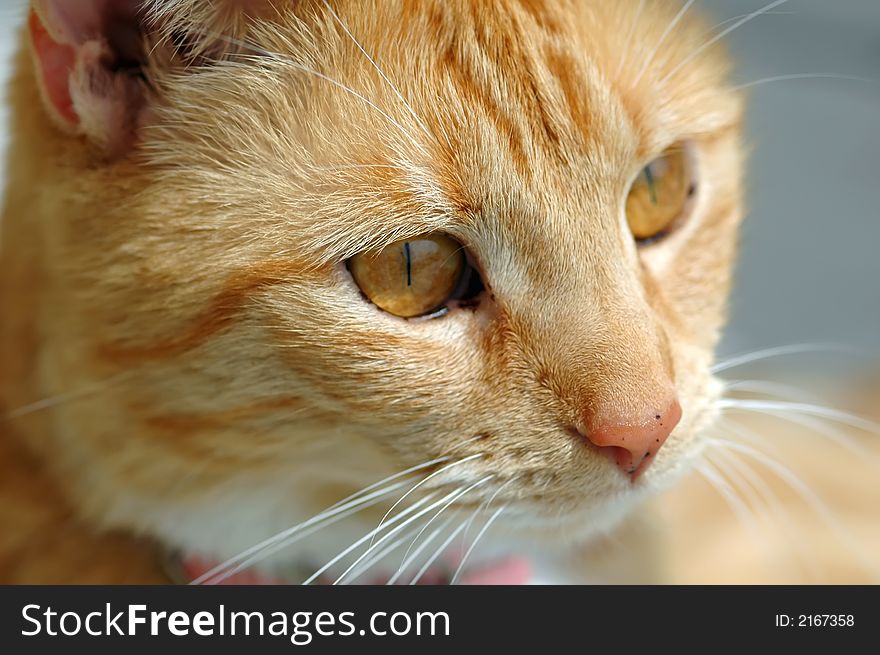 Face shot of pretty yellow striped cat looking off in the distance. Face shot of pretty yellow striped cat looking off in the distance.