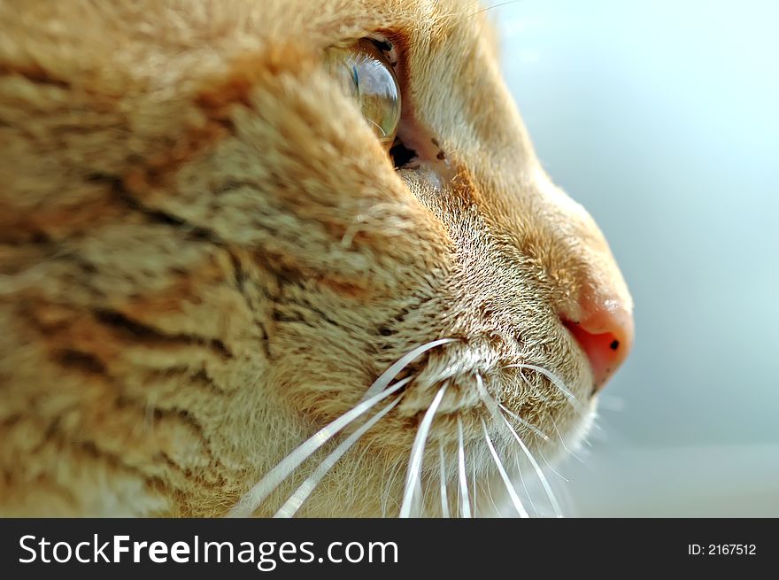 Face shot of pretty yellow striped cat looking off in the distance. Face shot of pretty yellow striped cat looking off in the distance.