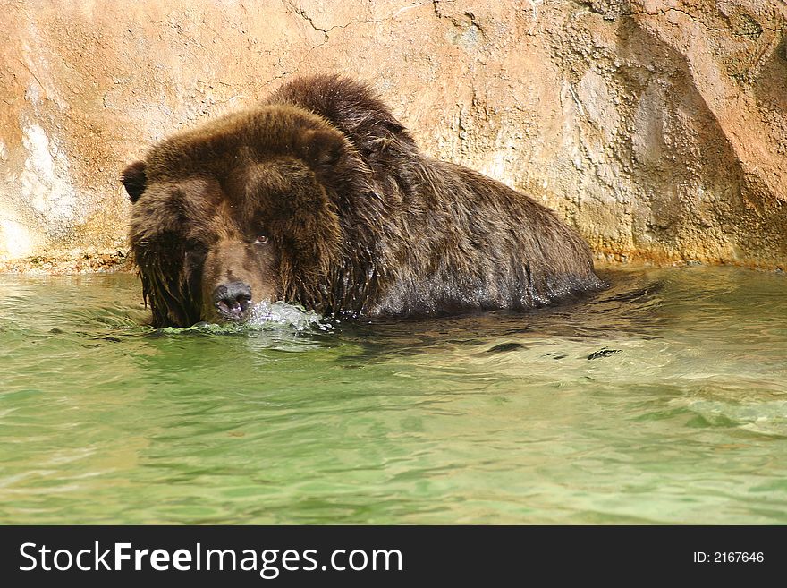 Brown Bear swimming in the water