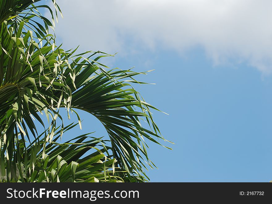 Beautiful palm tree over blue sky