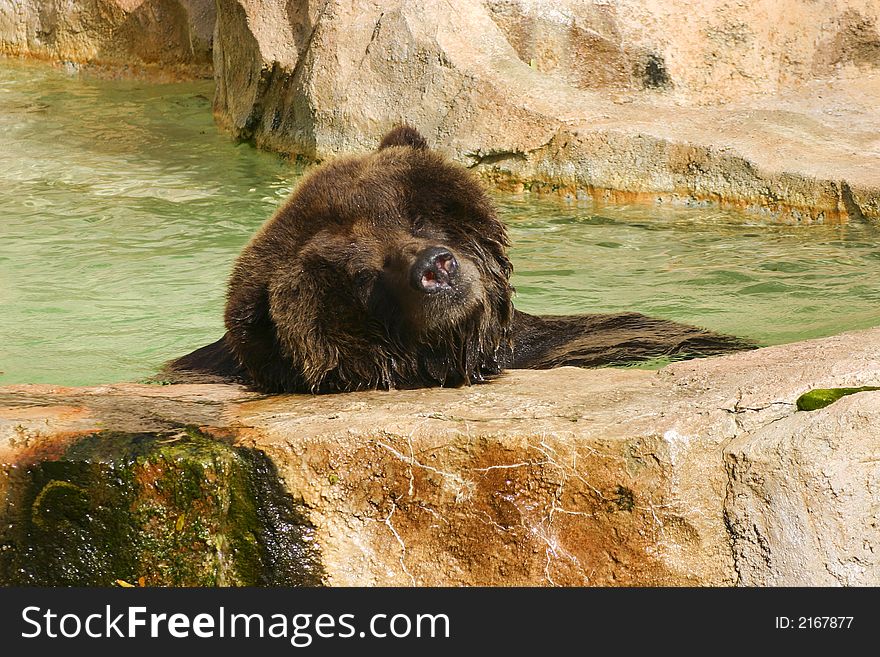 Brown Bear resting on a rock cooling off. Brown Bear resting on a rock cooling off