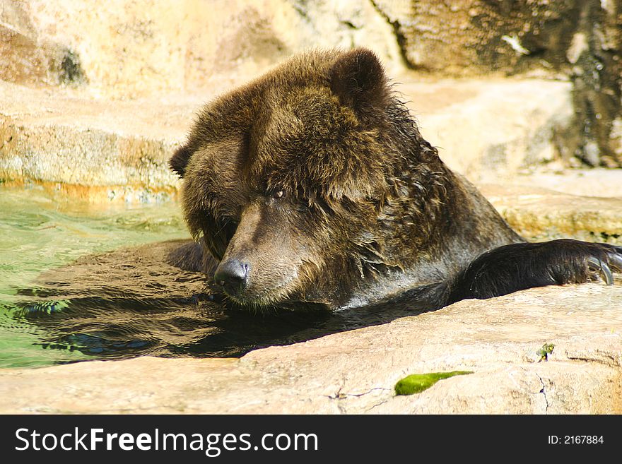 Brown Bear Swimming in the water. Brown Bear Swimming in the water