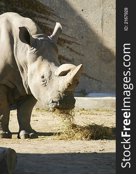 Rhinoceros Eating some hay on a sunny day