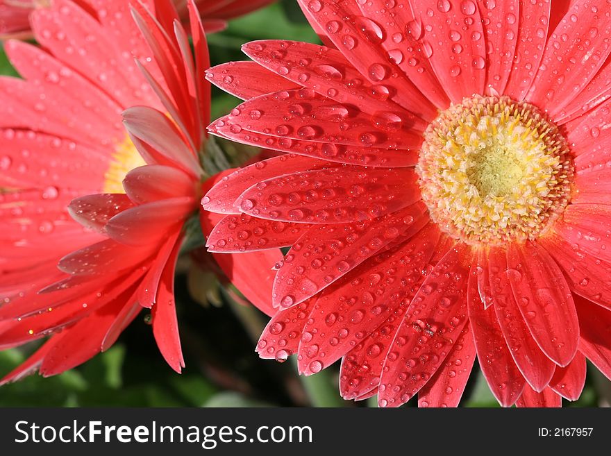 Red daisy covered with dew droplets. Red daisy covered with dew droplets