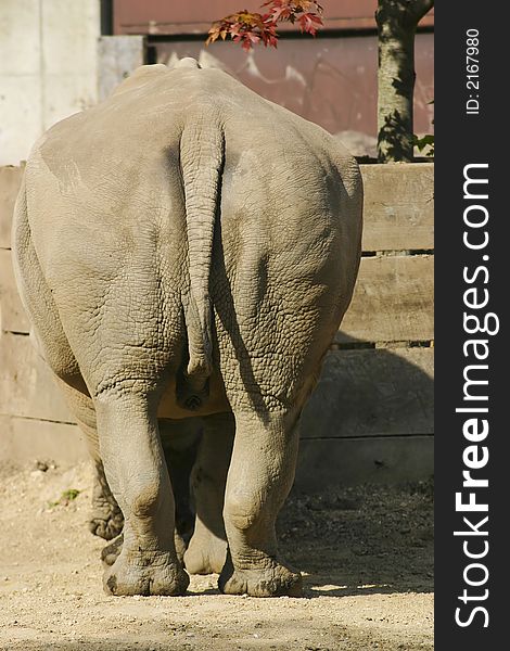 Rhinoceros showing his behind on a sunny day. Rhinoceros showing his behind on a sunny day