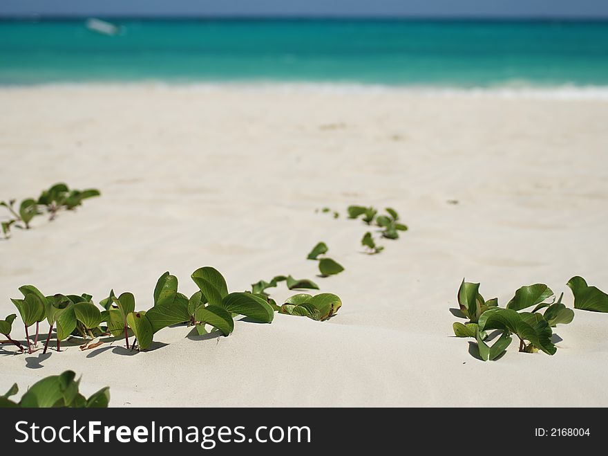 Beautiful Carribbean beach with white sand and plants. Beautiful Carribbean beach with white sand and plants