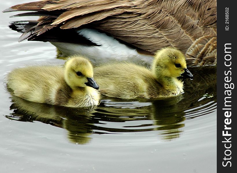 Canada Goose guislings with their mother