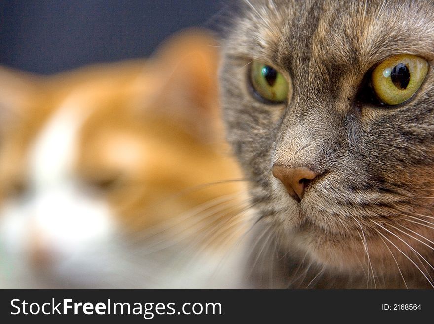 Two cats looking in at the unknown, one cat in focus and other blurred. Two cats looking in at the unknown, one cat in focus and other blurred.