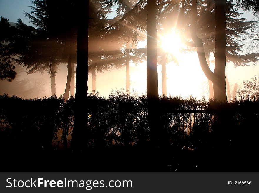 Sun ray though pine trees in a foggy winter day. Sun ray though pine trees in a foggy winter day