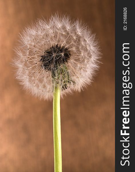 Closeup image of a dandelion in seed. Closeup image of a dandelion in seed.