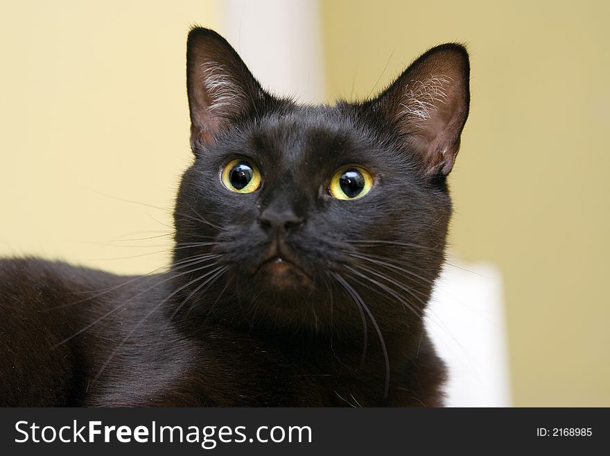 Black cat looking with his bright yellow eyes. Black cat looking with his bright yellow eyes.