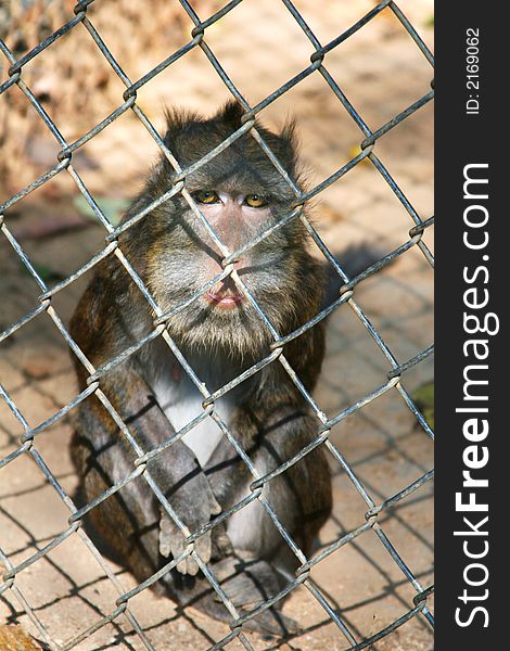 Philippine macaque sitting inside a zoo cage and staring. Philippine macaque sitting inside a zoo cage and staring