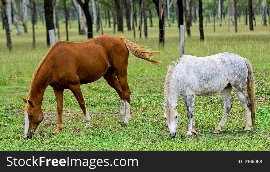 2 horses quietly nibbling away on grass in a paddock. 2 horses quietly nibbling away on grass in a paddock