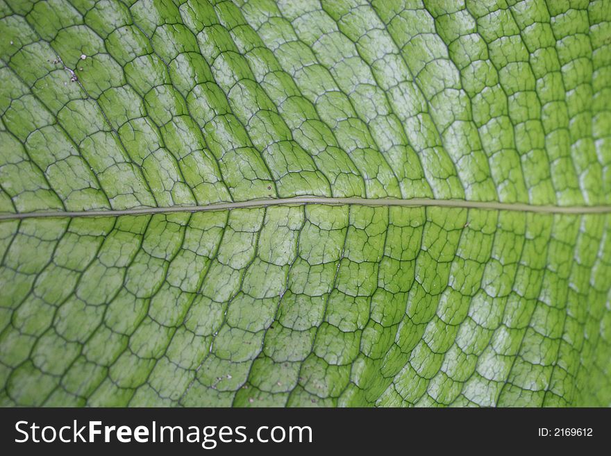 Close up green leave texture