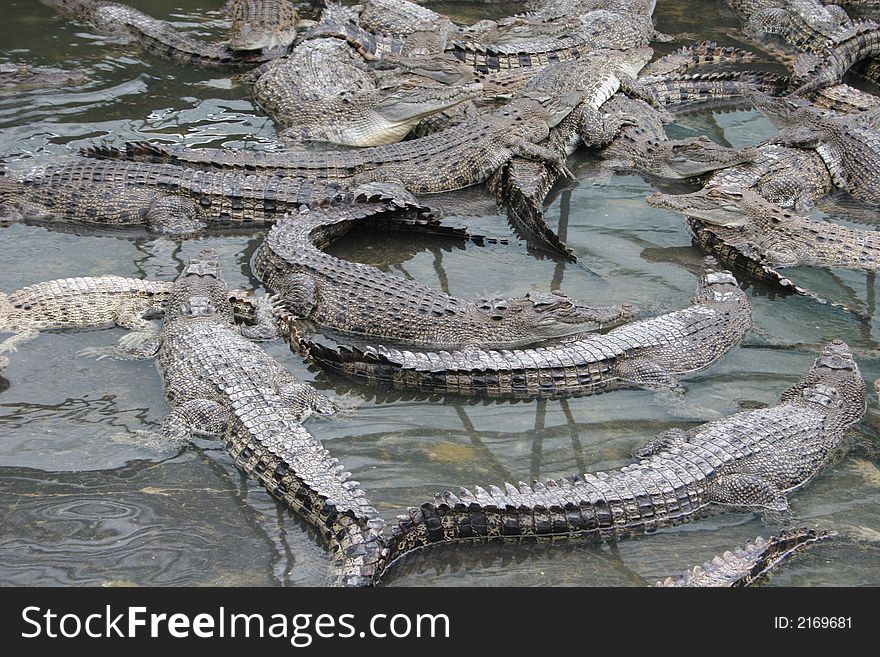 Crocodiles at crocodile farm in Australia