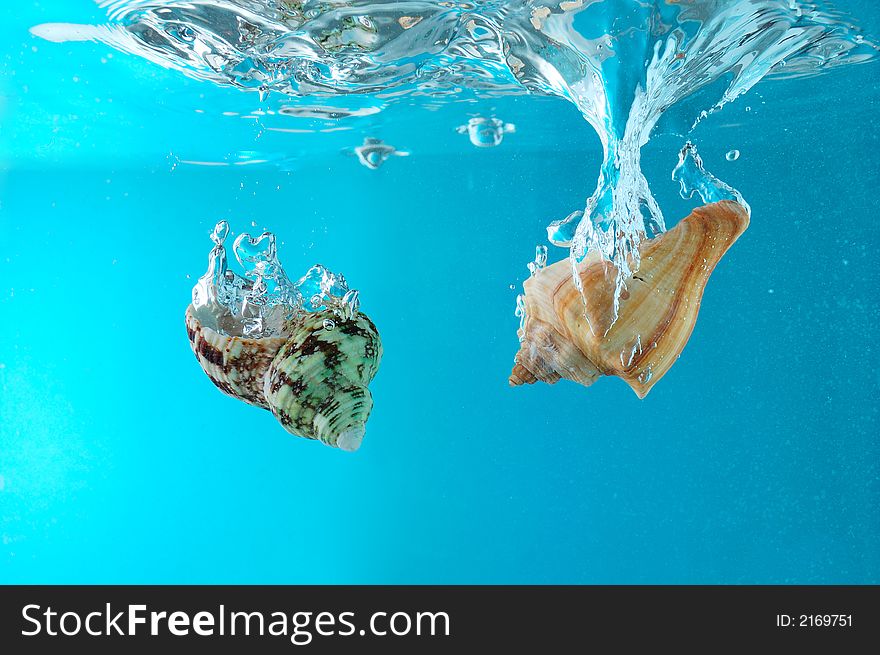 Two seashells falling into clear water. Blue background. Two seashells falling into clear water. Blue background.