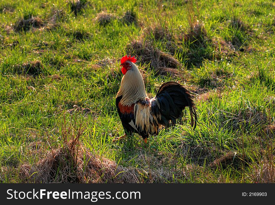 Multicolored rooster walking free on a field