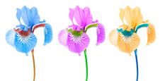 Creative Multicolored Iris Flowers Stock Photos Creative Multicolored Iris Flowers Stock Photos