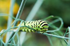 Caterpillar Butterfly Papilio Machaon Stock Photos Caterpillar Butterfly Papilio Machaon Stock Photos