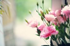 Gentle Bouquet Royalty Free Stock Photos