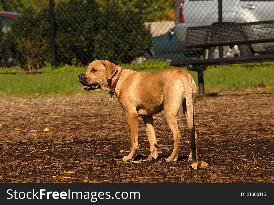 Labrador puppy standing in dog park
