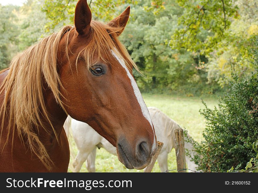 Profile of chestnut horse standing in field. Profile of chestnut horse standing in field