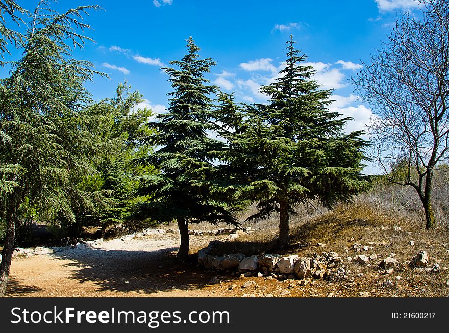 Tree landscape with beautiful sky