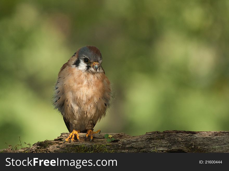 American Kestrel living at a conservation park that cares for sick and injured animals