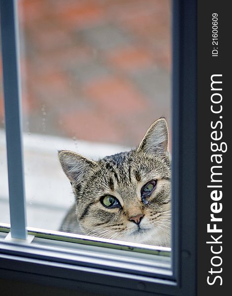 A feral cat with an infected eye looks up from a food bowl to see if anyone is watching. A feral cat with an infected eye looks up from a food bowl to see if anyone is watching.