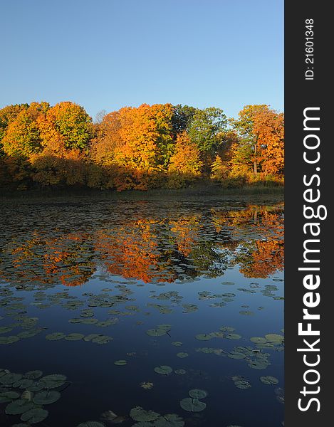 Autumn Reflection On Still Pond