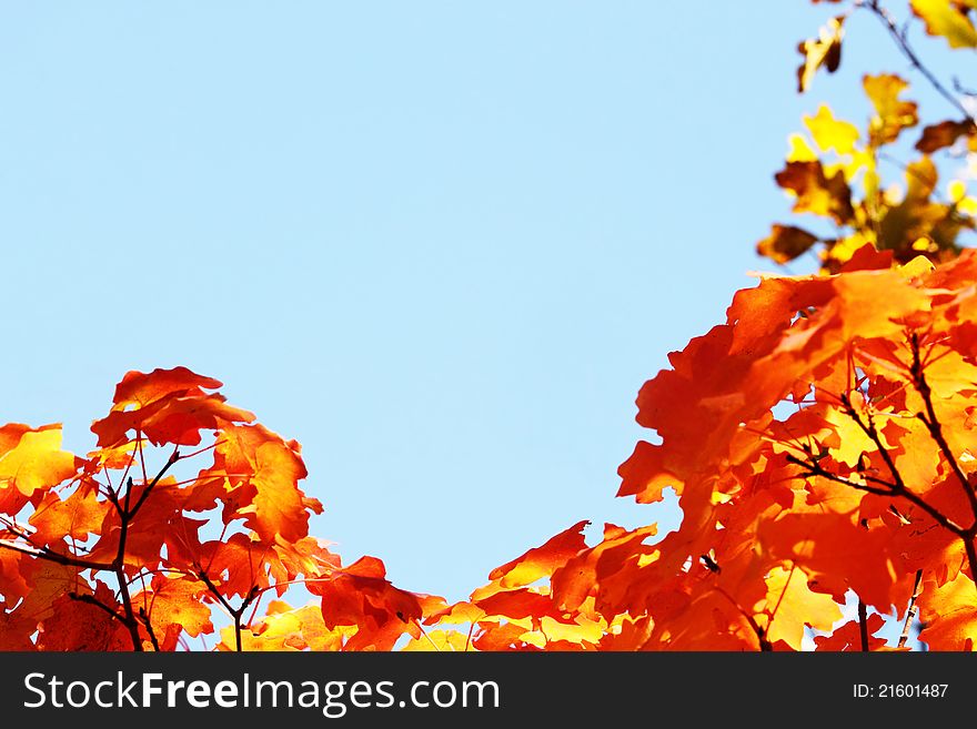 Natural frame of orange maple leaves in autumn against clear blue sky. Natural frame of orange maple leaves in autumn against clear blue sky.