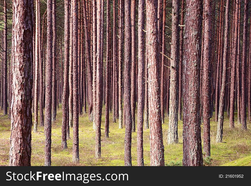 Pine forest. Young pine trunks. Mossy ground mat. Pine forest. Young pine trunks. Mossy ground mat.