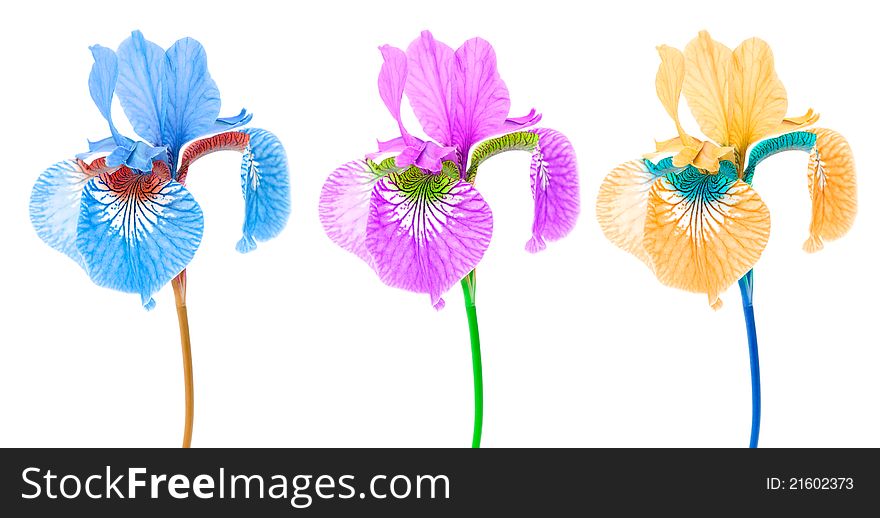 Creative multicolored iris flowers on a white background