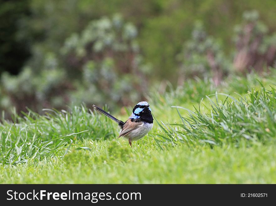 A male Superb Fairy-wren bird in the grass observing - australian wildlife. A male Superb Fairy-wren bird in the grass observing - australian wildlife