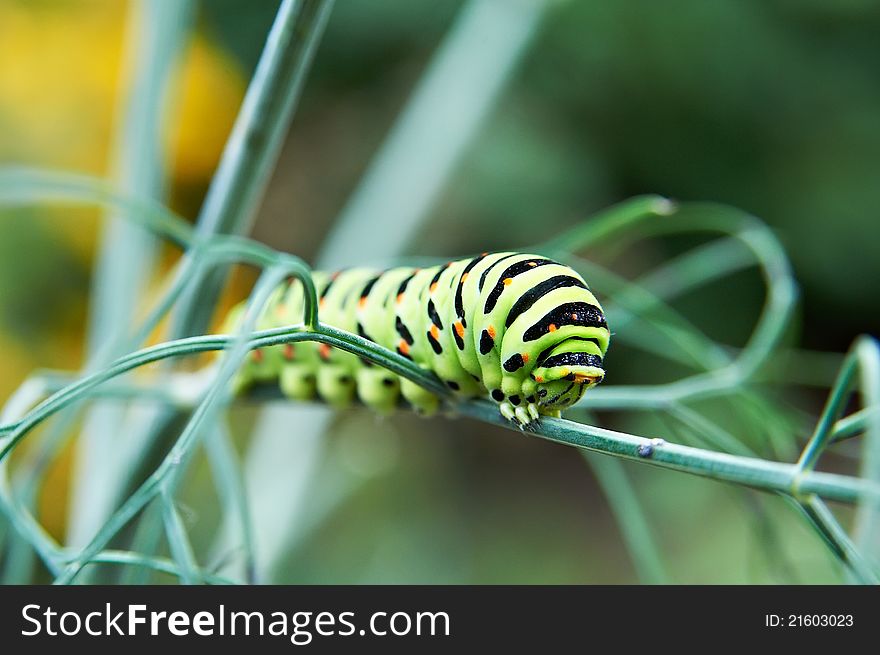 Caterpillar butterfly Papilio machaon on branch