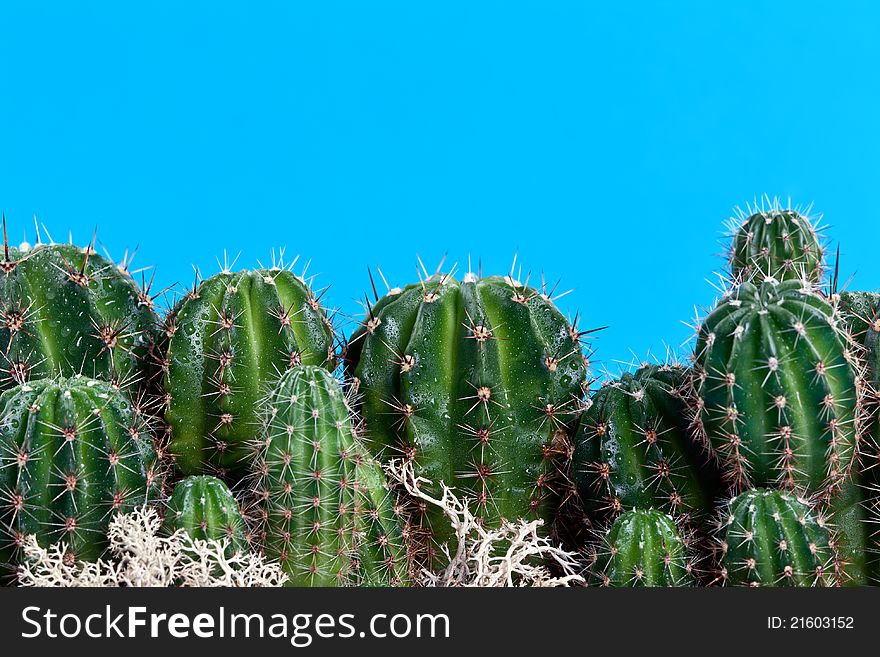 Cactus with needles on a blue background