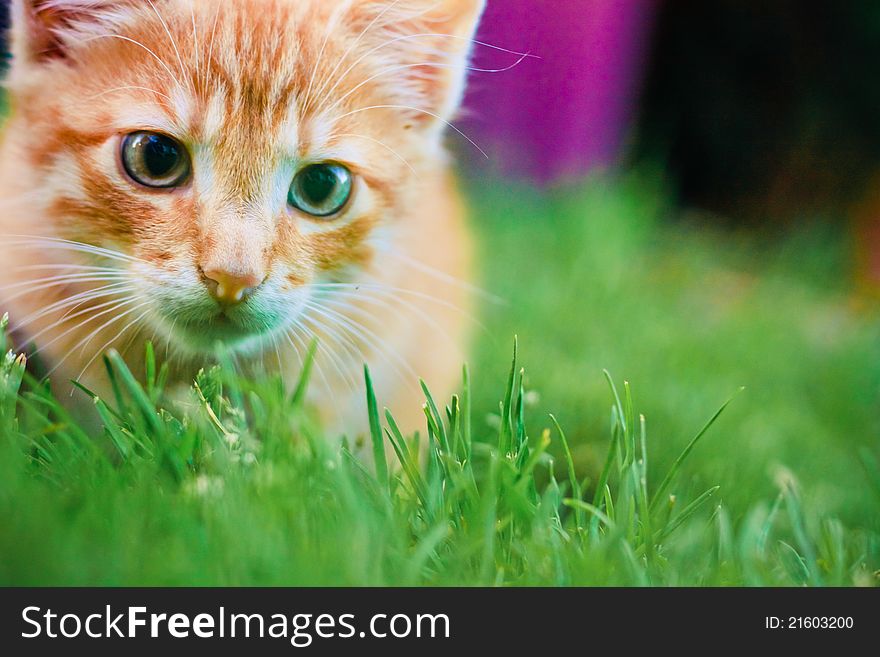 Young kitten is hunting on green grass