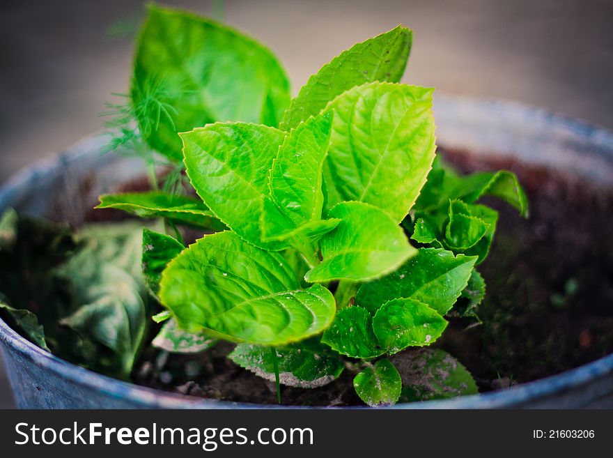 Green leafes