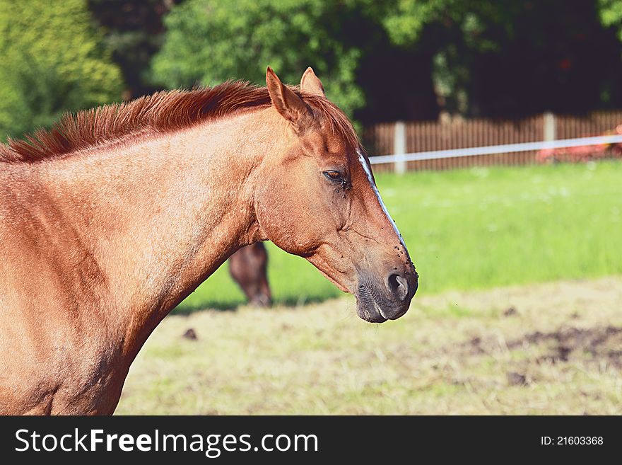 Sad and tired horse standing outdoors. Sad and tired horse standing outdoors